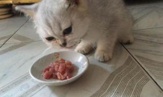 最近猫猫在吃的猫粮