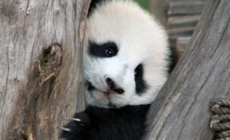 大熊猫属于什么科 熊猫是什么科动物