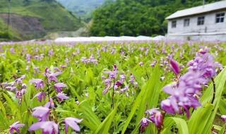 种植白芨赚钱吗